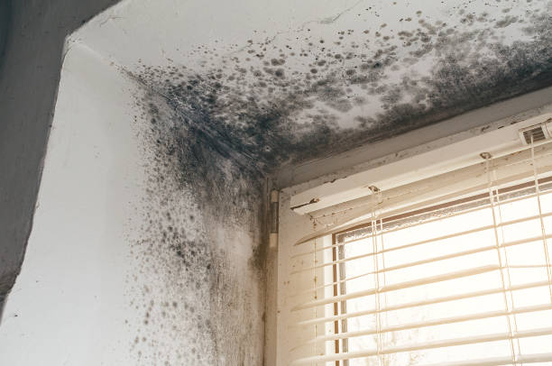 Affordable Crawl Space Mold Removal solutions in Hightstown, NJ